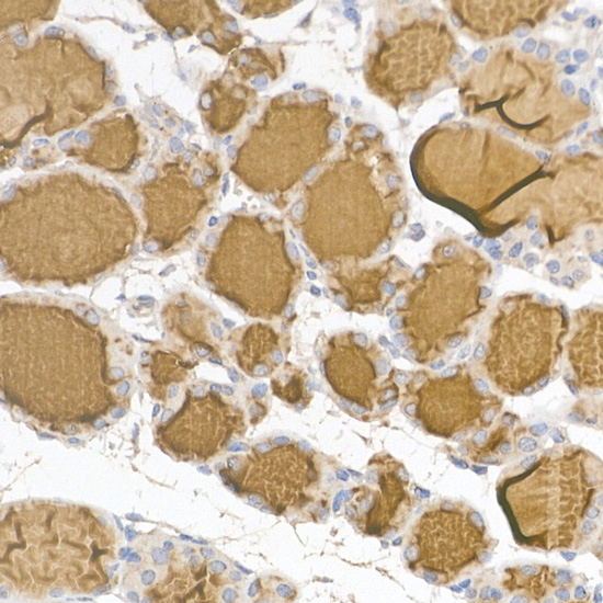 Immunohistochemistry of paraffin-embedded mouse thyroid using Thyroglobulin Polyclonal Antibody at dilution of 1:50 (40x lens).Perform high pressure antigen retrieval with 10 mM citrate buffer pH 6.0 before commencing with IHC staining protocol.