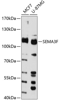 Western blot analysis of extracts of various cell lines using SEMA3F Polyclonal Antibody at 1:3000 dilution.