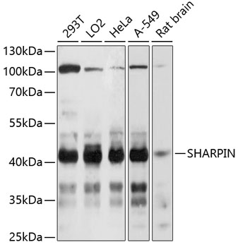 Western blot analysis of extracts of various cell lines using SHARPIN Polyclonal Antibody at 1:3000 dilution.