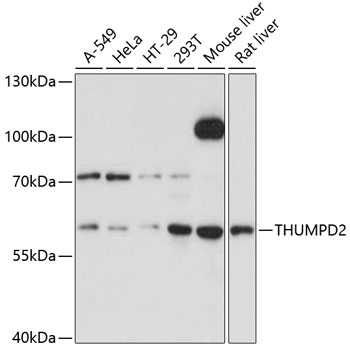 Western blot analysis of extracts of various cell lines using THUMPD2 Polyclonal Antibody at 1:3000 dilution.