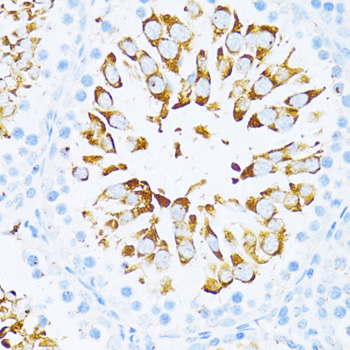 Immunohistochemistry of paraffin-embedded rat testis using ENHO Polyclonal Antibody at dilution of 1:100 (40x lens).Perform microwave antigen retrieval with 10 mM PBS buffer pH 7.2 before commencing with IHC staining protocol.