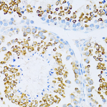 Immunohistochemistry of paraffin-embedded mouse testis using ENHO Polyclonal Antibody at dilution of 1:100 (40x lens).Perform microwave antigen retrieval with 10 mM PBS buffer pH 7.2 before commencing with IHC staining protocol.