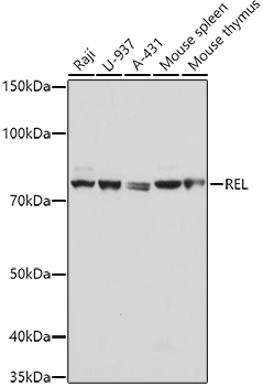 Western blot analysis of extracts of various cell lines using REL Polyclonal Antibody at 1:1000 dilution.