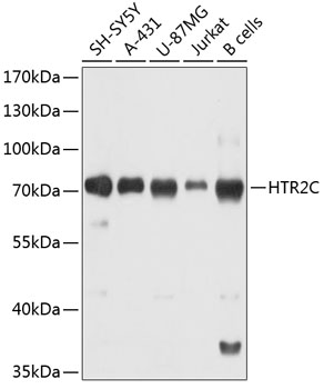 Western blot analysis of extracts of various cell lines using HTR2C Polyclonal Antibody at 1:1000 dilution.