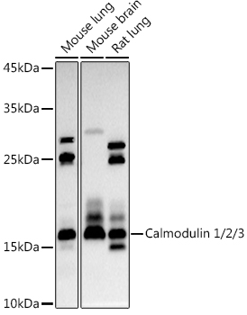 Western blot analysis of extracts of various cell lines using Calmodulin 1/2/3 Polyclonal Antibody at 1:1000 dilution.