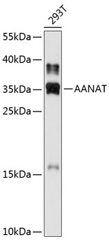 Western blot analysis of extracts of 293T cells using AANAT Polyclonal Antibody at 1:1000 dilution.