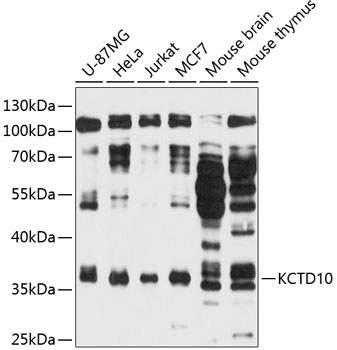 Western blot analysis of extracts of various cell lines using KCTD10 Polyclonal Antibody at 1:3000 dilution.