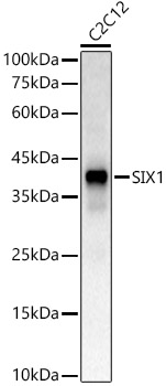 Western blot analysis of C2C12 using SIX1 Polyclonal Antibody at 1:500 dilution.