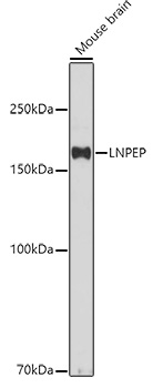 Western blot analysis of extracts of Mouse brain using LNPEP Polyclonal Antibody at 1:500 dilution.