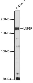 Western blot analysis of extracts of Rat brain using LNPEP Polyclonal Antibody at 1:500 dilution.