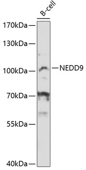 Western blot analysis of extracts of B-cell cells using NEDD9 Polyclonal Antibody at 1:3000 dilution.