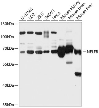 Western blot analysis of extracts of various cell lines using NELFB Polyclonal Antibody at 1:3000 dilution.