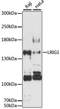 Western blot analysis of extracts of various cell lines using LRIG1 Polyclonal Antibody at 1:3000 dilution.