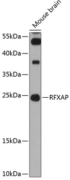 Western blot analysis of extracts of mouse brain using RFXAP Polyclonal Antibody at 1:3000 dilution.