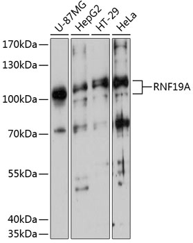 Western blot analysis of extracts of various cell lines using RNF19A Polyclonal Antibody at 1:3000 dilution.