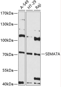 Western blot analysis of extracts of various cell lines using SEMA7A Polyclonal Antibody at 1:3000 dilution.