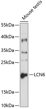 Western blot analysis of extracts of mouse testis using LCN6 Polyclonal Antibody at 1:1000 dilution.