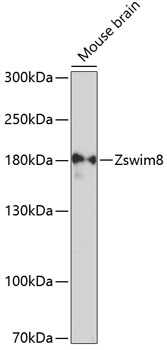 Western blot analysis of extracts of mouse brain using Zswim8 Polyclonal Antibody at 1:3000 dilution.