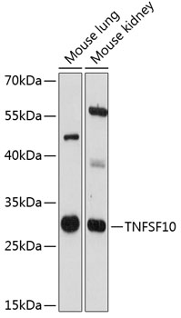 Western blot analysis of extracts of various cell lines using TNFSF10 Polyclonal Antibody at 1:3000 dilution.