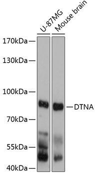 Western blot analysis of extracts of various cell lines using DTNA Polyclonal Antibody at 1:3000 dilution.