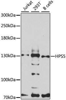 Western blot analysis of extracts of various cell lines using HPS5 Polyclonal Antibody at 1:3000 dilution.