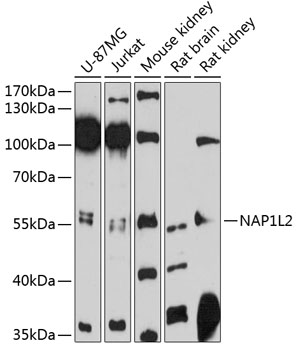 Western blot analysis of extracts of various cell lines using NAP1L2 Polyclonal Antibody at 1:3000 dilution.