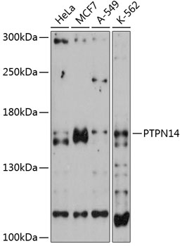 Western blot analysis of extracts of various cell lines using PTPN14 Polyclonal Antibody at 1:3000 dilution.