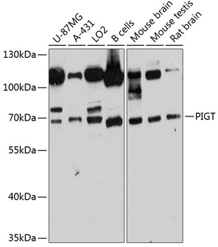 Western blot analysis of extracts of various cell lines using PIGT Polyclonal Antibody at 1:3000 dilution.