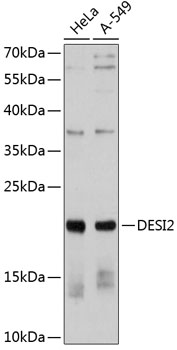 Western blot analysis of extracts of various cell lines using DESI2 Polyclonal Antibody at 1:1000 dilution.