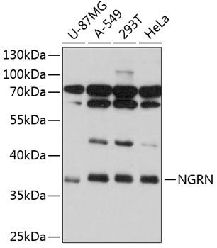 Western blot analysis of extracts of various cell lines using NGRN Polyclonal Antibody at 1:1000 dilution.