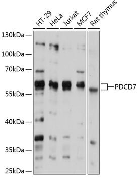 Western blot analysis of extracts of various cell lines using PDCD7 Polyclonal Antibody at 1:1000 dilution.