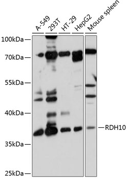 Western blot analysis of extracts of various cell lines using RDH10 Polyclonal Antibody at 1:1000 dilution.