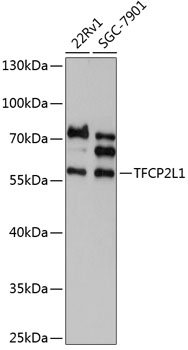 Western blot analysis of extracts of various cell lines using TFCP2L1 Polyclonal Antibody at 1:1000 dilution.