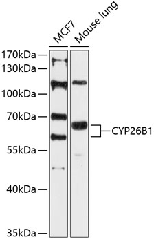 Western blot analysis of extracts of various cell lines using CYP26B1 Polyclonal Antibody at 1:3000 dilution.