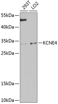 Western blot analysis of extracts of various cell lines using KCNE4 Polyclonal Antibody at 1:3000 dilution.