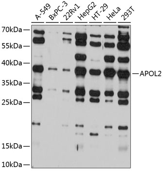 Western blot analysis of extracts of various cell lines using APOL2 Polyclonal Antibody at 1:1000 dilution.