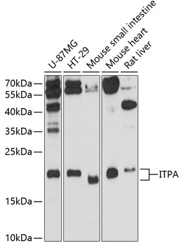 Western blot analysis of extracts of various cell lines using ITPA Polyclonal Antibody at 1:3000 dilution.