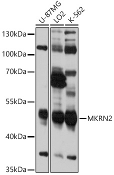 Western blot analysis of extracts of various cell lines using MKRN2 Polyclonal Antibody at 1:1000 dilution.