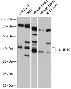 Western blot analysis of extracts of various cell lines using NUDT9 Polyclonal Antibody at 1:1000 dilution.