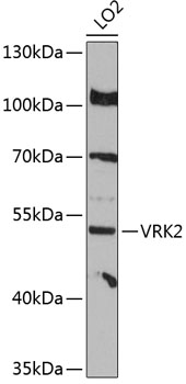 Western blot analysis of extracts of LO2 cells using VRK2 Polyclonal Antibody at 1:3000 dilution.