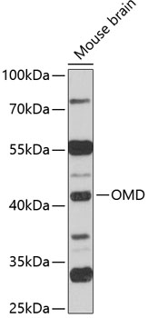 Western blot analysis of extracts of mouse brain using OMD Polyclonal Antibody at 1:1000 dilution.