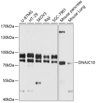 Western blot analysis of extracts of various cell lines using DNAJC10 Polyclonal Antibody at 1:3000 dilution.