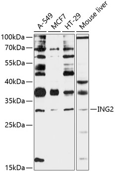 Western blot analysis of extracts of various cell lines using ING2 Polyclonal Antibody at 1:3000 dilution.