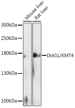 Western blot analysis of extracts of various cell lines using Dot1L/KMT4 Polyclonal Antibody at 1:500 dilution.