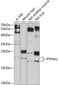 Western blot analysis of extracts of various cell lines using PTP4A1 Polyclonal Antibody at 1:3000 dilution.