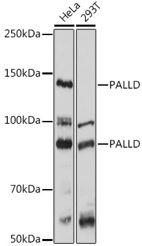 Western blot analysis of extracts of various cell lines using PALLD Polyclonal Antibody at 1:1000 dilution.
