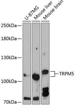 Western blot analysis of extracts of various cell lines using TRPM5 Polyclonal Antibody at 1:3000 dilution.