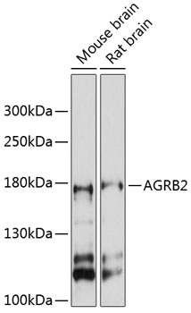 Western blot analysis of extracts of various cell lines using AGRB2 Polyclonal Antibody at 1:3000 dilution.