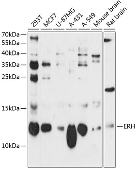 Western blot analysis of extracts of various cell lines using ERH Polyclonal Antibody at 1:3000 dilution.