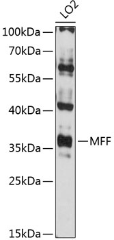 Western blot analysis of extracts of LO2 cells using MFF Polyclonal Antibody at 1:3000 dilution.